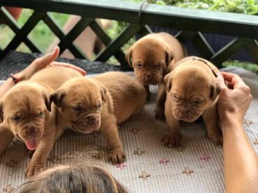 Psi: Stenci Bordoska doge vrhunske krvne linije na prodaju ostenjeni na lalafo.rs — 5 Psi: Stenci Bordoska doge vrhunske krvne linije na prodaju ostenjeni — 5