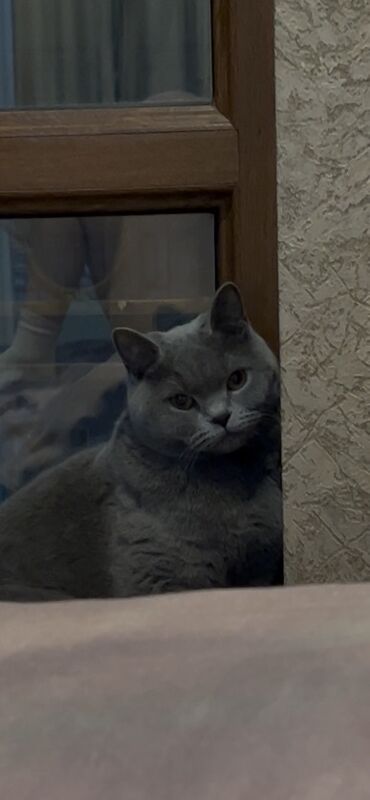 домик для кошек: Продаётся шотландская прямоухая кошка 🐱✨ 	•	Возраст: 1,5 года