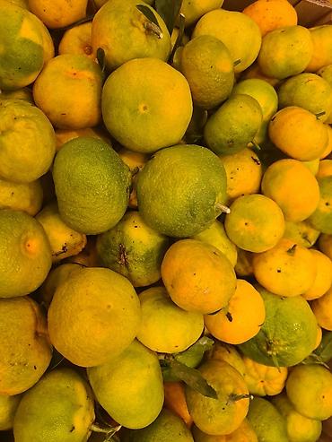 meyve: Mandarin (1.60 azn)ve Feyxo (1.10 azn) õz bagimin mehsuludu azotsuz — 1