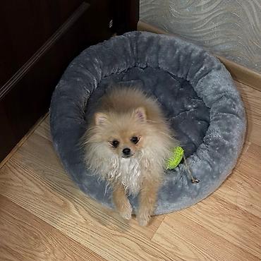 Продажа собак: Шпиц, 7 месяцев, Самка, С прививкой — 26