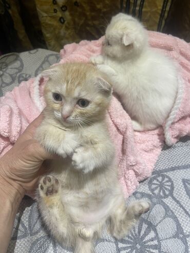 пропал рыжий кот: Скотиш Фолд (Шотландская вислоухая), 2 месяца, Мальчик, Рыжий, Приучена к лотку, Проглистована