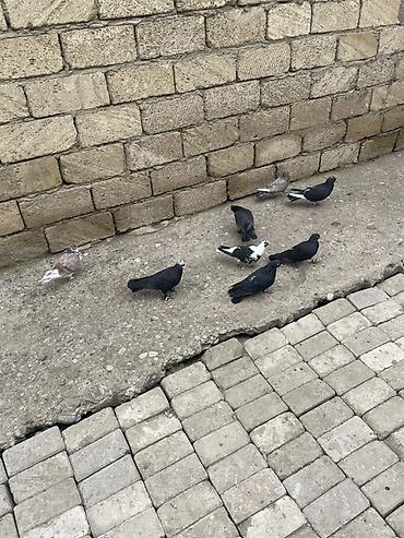 Göyərçinlər: 8 ədəd qara əbreş ağ qənəd falan 4 manatdan 8 ədəddir 2ədəd kəmərilər -da lalafo.az — 1 Göyərçinlər: 8 ədəd qara əbreş ağ qənəd falan 4 manatdan 8 ədəddir 2ədəd kəmərilər — 1