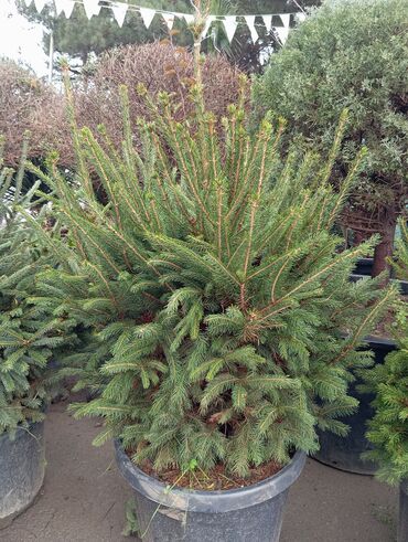 Ağaclar: Yeni il şamları 🌲 dibçəkdə ofis,ev 🏠 və bağ 🪏 üçün uyğundur.Təbii — 8