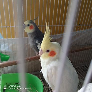 попугай ожереловый купить: Nymph paraket (Cockatiel) cütü 2 de mahni oxuyur,adın deyir, qiymete — 1
