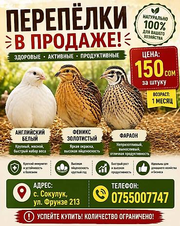 Куры, петухи: Продаю | Цыплята | Бройлерная — 2