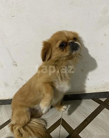 tap.az heyvanlar itler: Pekines, 1 il, Dişi, Cütləşmə üçün — 2