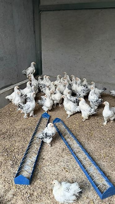 куры брама фото цена: Продаю | Куры | Брама | Для разведения — 2