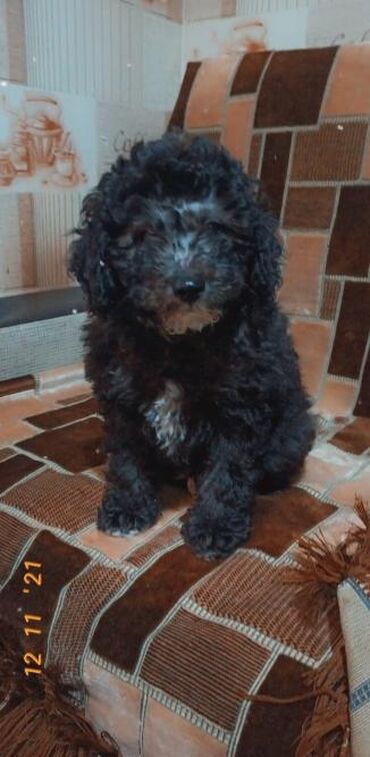 İtlər: Pudel — 3