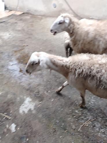 Qoyunlar, qoçlar: Qoyun və quzular – təsərrüfat üçün hazır sürü - Növ: yerli — 4