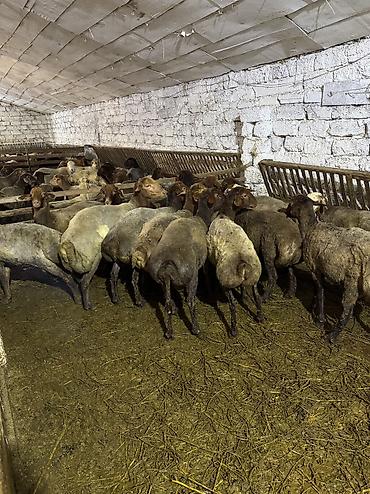 qurbanlıq heyvanlar: Quzu, Erkək, ay: 5, 35 kq, Ətlik, Ünvandan götürmə — 3