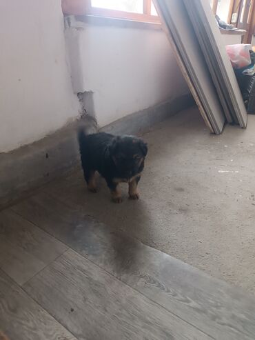 акустические системы joyroom колонка в виде собак: Немис овчаркасы, 1 айлык, Эркек