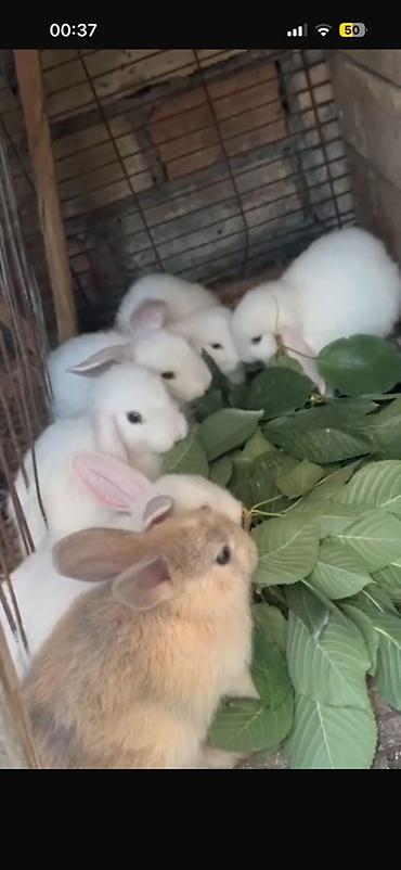 сумки для животных: Продаю | Крольчата | Декоративная, Карликовая — 1