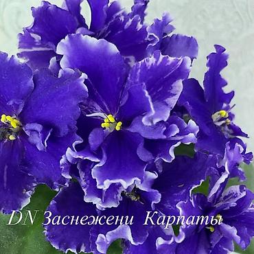 Фиалки и глоксинии: Фиалочки!!! Продам: 1. Укорененные черенки стандартных сортовых — 9