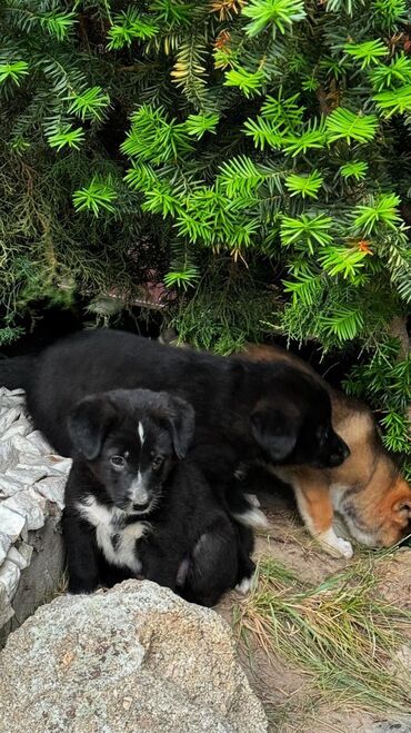 собаки хатико: В селе Сары Ой Иссык Куль🌈 6 щенят с мамой их надо забрать а то если