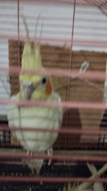 Tutuquşları: Məhsul: Nimfa (Cockatiel) tutuquşuları – ağ-sarı rəngli, yanaqlarda — 6