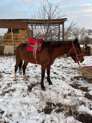 Лошади, кони: Продаю | Жеребец | Рабочий — 3