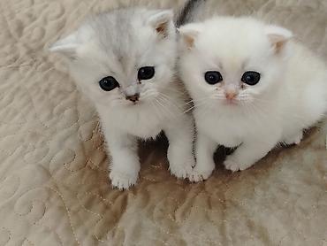 Pişiklər: Şotland — 2