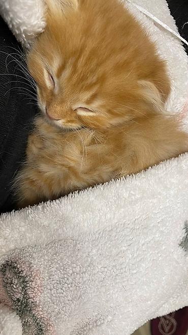 Кошки: 🐾 Отдаём двух рыжих котят в добрые руки! 🐾 Ищем заботливых и — 2