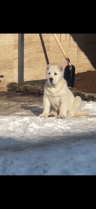 İtlər: Alabay — 9