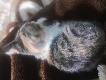 коты в оше: Породасыз, 2 айлык, Ургаачы, Аргын, Лотокко барууга үйрөтүлгөн