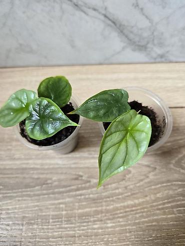 Филодендроны: Сциндапсусы,сансевиерии,сингониум Ред спот,сингиниум пинк бьюти — 12