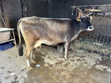 коровы с теленком: Продаю | Корова (самка) | Стельные