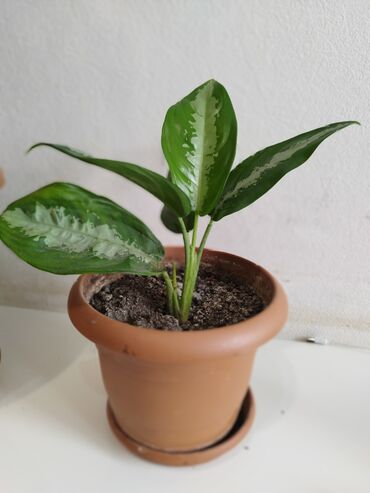 otaq yoldasi az xanimlar ucun: Aglaonema 10 azn