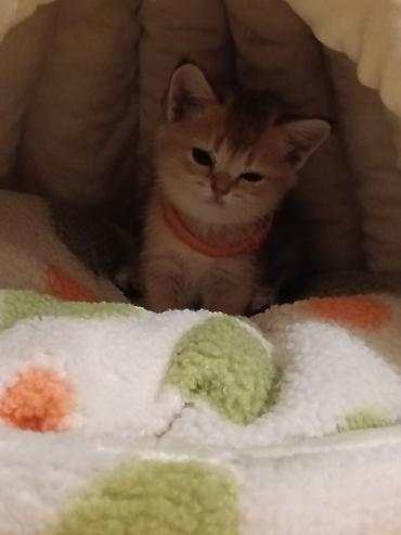 pişik otu: 🐱✨ Golden Şinşilla pişik balası satılır! 🤎 Çox şirin, qızılı rəngli — 3