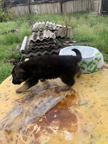 служба доставки колибри бишкек: Щенок немецкой овчаркией 1,5 месяца и она такая крупная на фотках