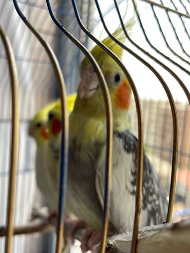 Tutuquşları: Salam. ENDİRİMLƏR🦜🐦 Qiymət dənə düşməmişlər 35 m başlayır — 4