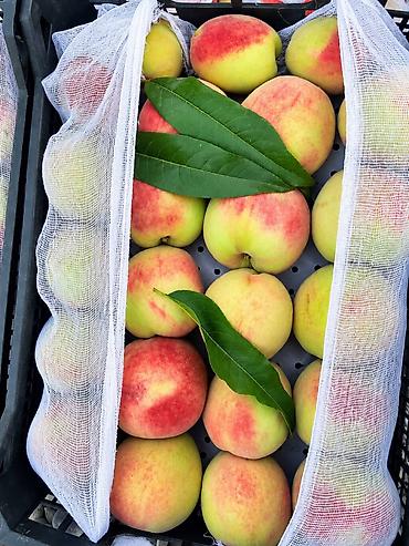 персик: Свежие фрукты: Персики и Виноград | Прямые поставки из Узбекистана 🍑 — 3