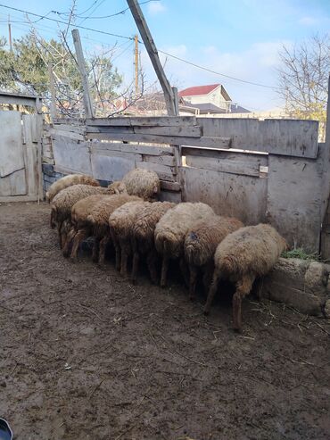 Quzu: Quzu, Erkək, Qala, ay: 1, 29 kq, Ətlik, Damazlıq, Ünvandan götürmə — 9