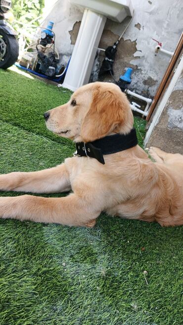 İtlər: Retriever, 6 ay, Dişi, Sənədli