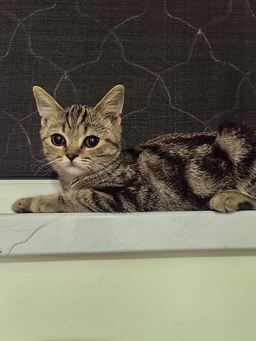 qarğa balası satılır: Şinşilla, Erkək, Ödənişli çatdırılma, Pulsuz çatdırılma, Ünvandan götürmə — 3