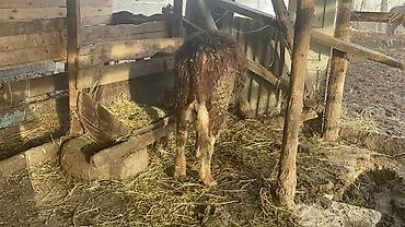 Коровы, быки: Продаю | Бык (самец) | Герефорд — 11