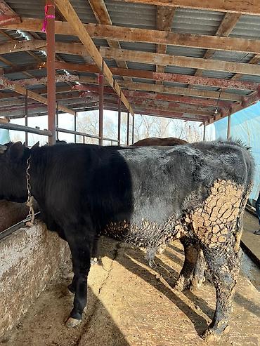Коровы, быки: Продаю | Бык (самец) | Полукровка, Голштин, Швицкая | На забой | Привязанные — 14
