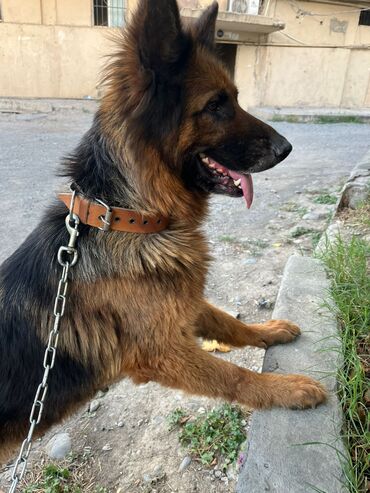 отдам собаку в добрые руки: Alman çoban iti, 2 il, Dişi, Peyvəndli, Ünvandan götürmə