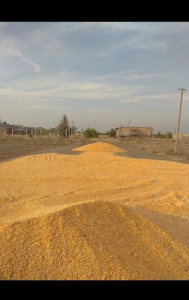 купить раков в бишкеке: Жугору Кукуруза Мака. 🌽 🌽 🌽 🌽 Сухая Стандарт % Оптом и Врозницу