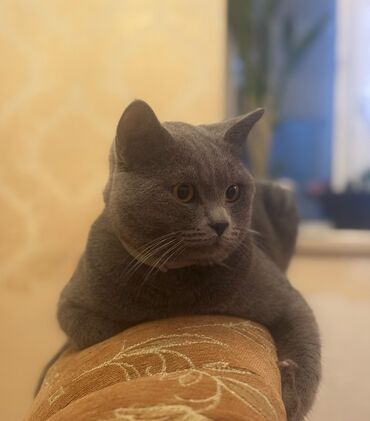 Британская, Самец, В добрые руки, Самовывоз