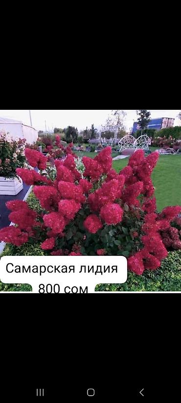 гортензия саженцы: Саженцы — 3