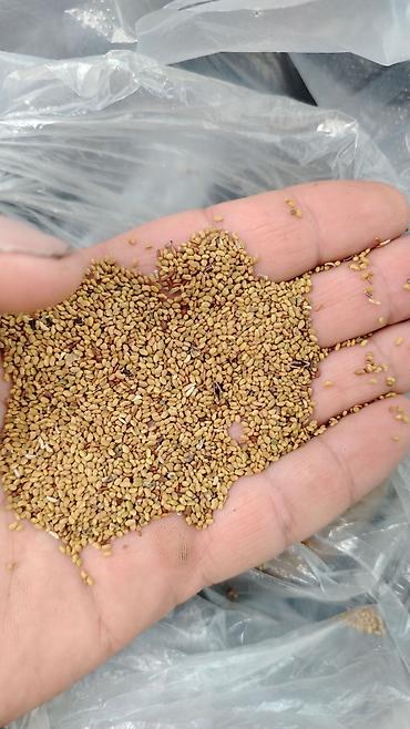 Yonca toxumu - Növ: Yonca (Medicago sativa) toxumu - Dən ölçüsü