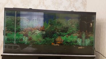 Akvariumlar: Dördbucaq akvarium, Boş, 175 l, Ünvandan götürmə — 4