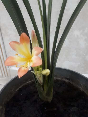 кливия цветок: Кливия оранжевый шефлера вечно зеленый непрохотливые комнатные цветы