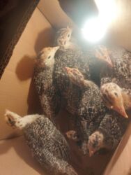 стрижка собак на дому недорого: Satlir 15gunlukdu 
bornoz 14azn