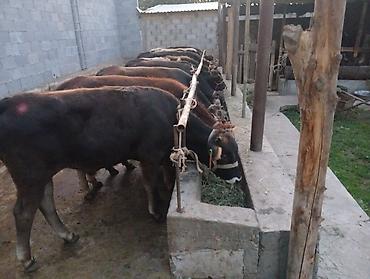 обмен дакан: Продаю | Бык (самец) | Алатауская, Швицкая | На откорм — 1