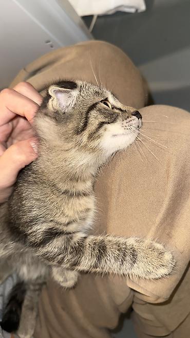 кошка куплю: Срочно ‼️ ищем дом и любящую семью для котенка девочка 3 месяца и — 2
