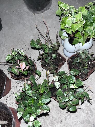 Другие услуги: Продаю цветы😍 Очень много разных 🪴🎋🍃🌱 Антуриумы Спатифиллум Алоказия — 18