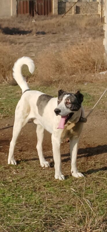 İtlər: Qurdbasar, 1 il, Erkek, Peyvəndli, Pulsuz çatdırılma — 3