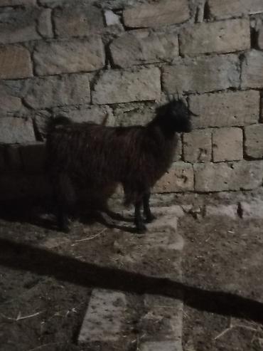 Mal-qara: Məhsul: 2 baş qara rəngli keçi 1 erkəy 1dişi 20 22 kilo diri — 6