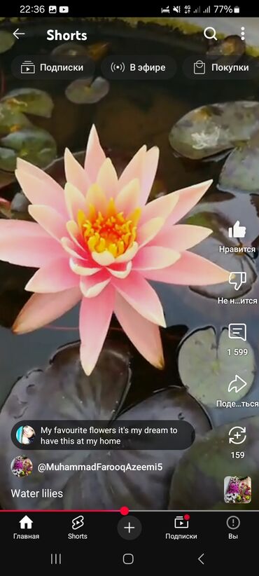 Садовые цветы и кустарники: Семена цветка: Самовывоз, Платная доставка — 9